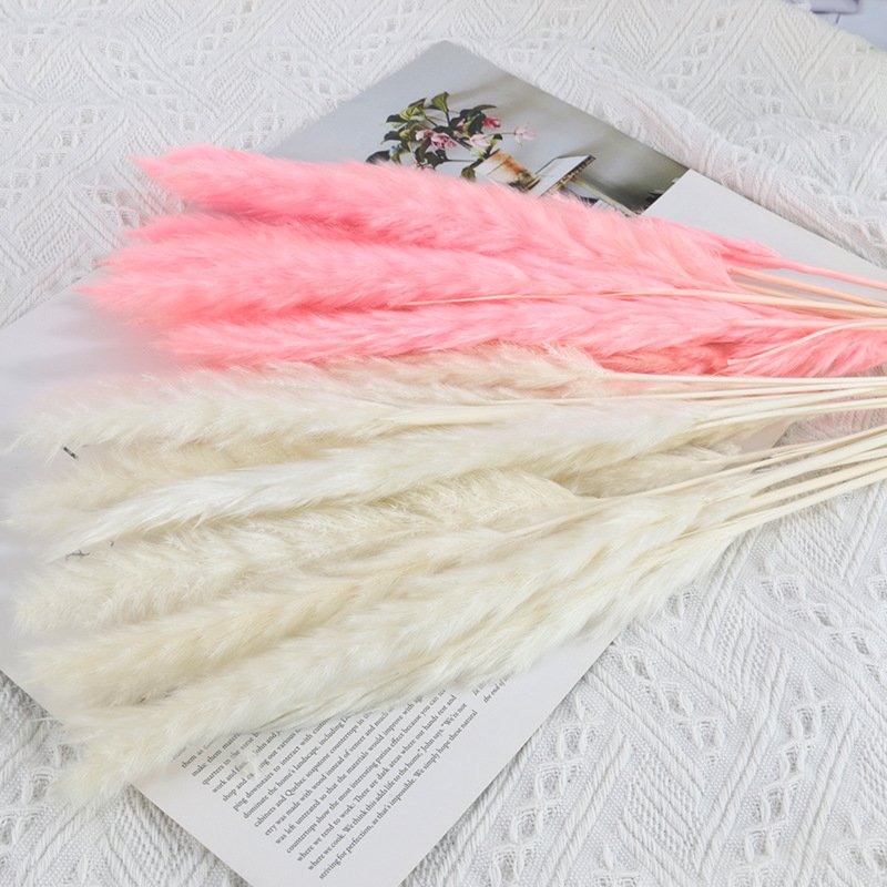 Good Price Boho Natural Bouquet Pampas Grass Reeds Dried Decorative Pampas Blue Pink Mini White Grass Pampas