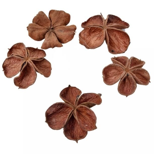 High Quality Wholesale Natural Land Lotus for DIY, Events Decor & Other Decor Botanical Luxury