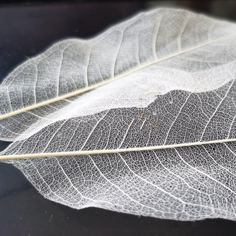 New Card Craft 100PCS Per Bag Natural Magnolia Skeleton Leaf Pressed Flowers Resin Dry Rubber Skeleton Leaves For DIY Decoration