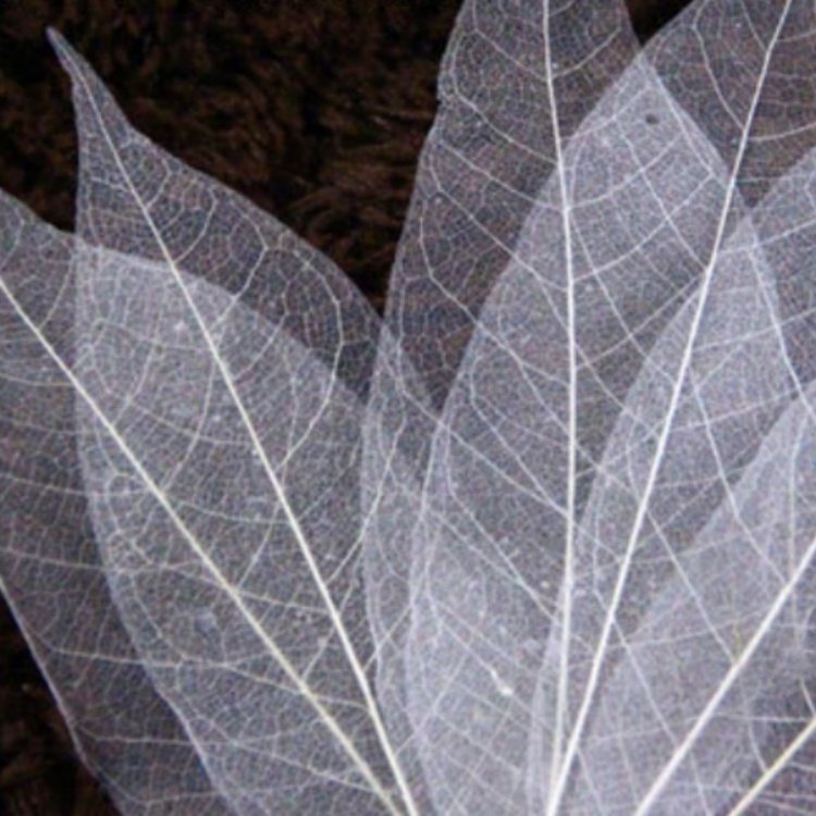 New Card Craft 100PCS Per Bag Natural Magnolia Skeleton Leaf Pressed Flowers Resin Dry Rubber Skeleton Leaves For DIY Decoration