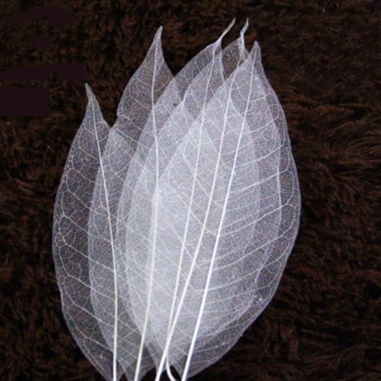 New Card Craft 100PCS Per Bag Natural Magnolia Skeleton Leaf Pressed Flowers Resin Dry Rubber Skeleton Leaves For DIY Decoration