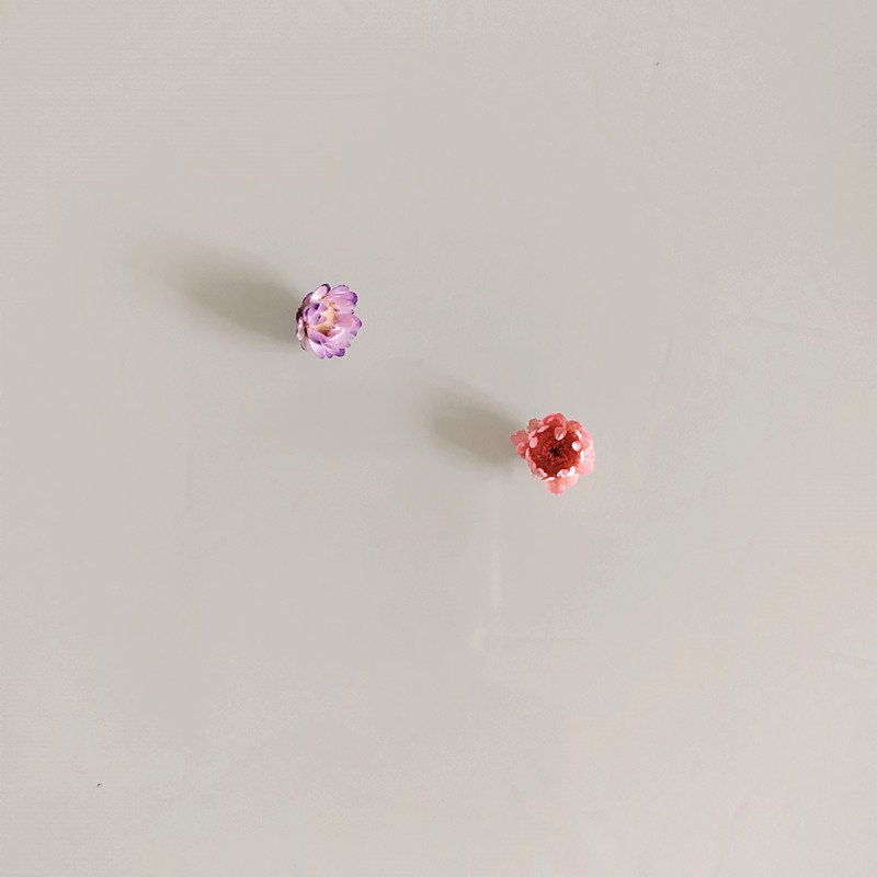 hotsale DIY flower dry Brazil little star flower natural tiny dried flowers for Epoxy resin art nail soap scented Candle making