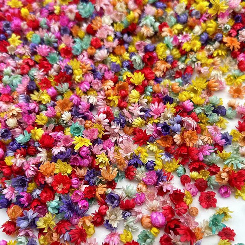 hotsale DIY flower dry Brazil little star flower natural tiny dried flowers for Epoxy resin art nail soap scented Candle making