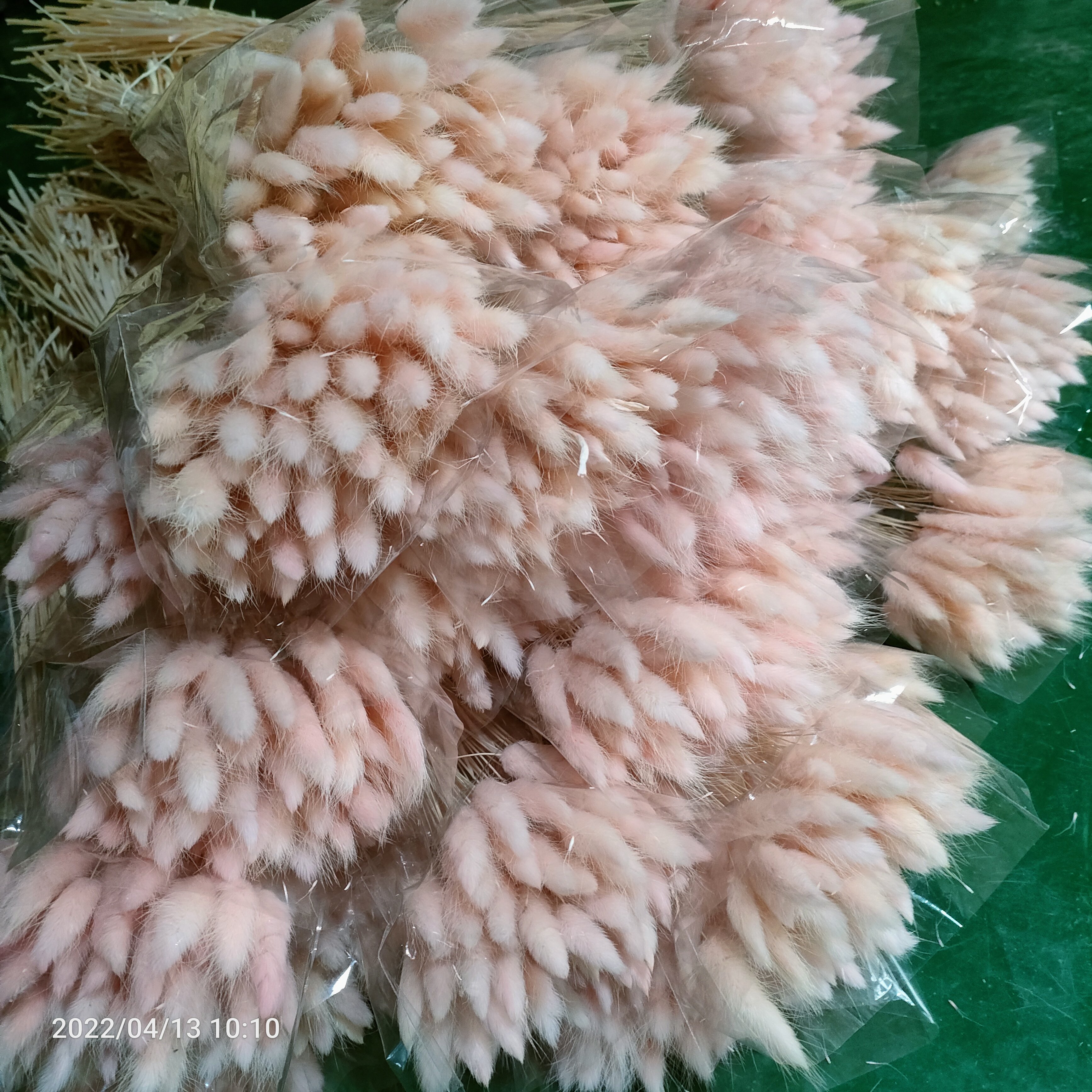 Dried natural bunny tail grass,55 pcs, Lagurus Ovatus rabbit tail grass flower