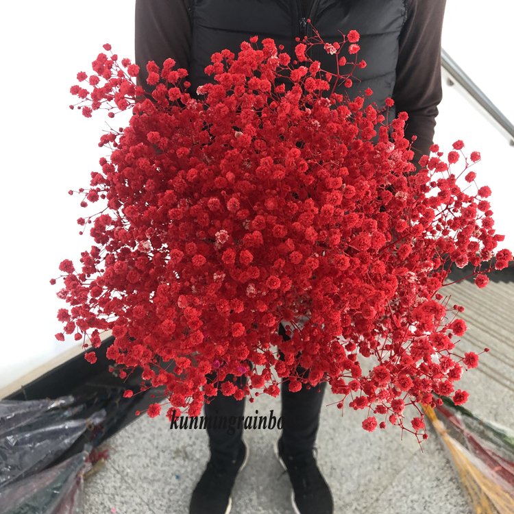 White babys breath preserved flower long life gypsophila preserved babysbreath star small flower dried flowers