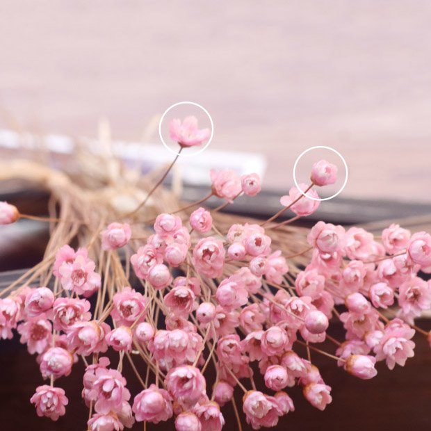 Daisy Decorative Dried Flowers 50 Stems Natural Dry Flowers Brazilian Small Star For Wedding Decoration