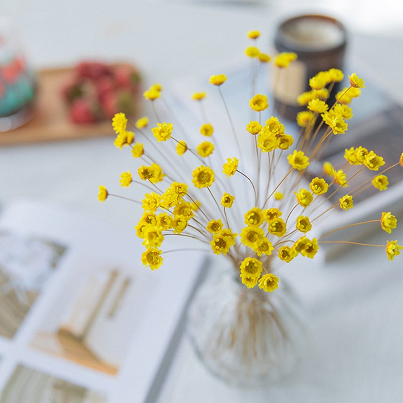 Daisy Decorative Dried Flowers 50 Stems Natural Dry Flowers Brazilian Small Star For Wedding Decoration