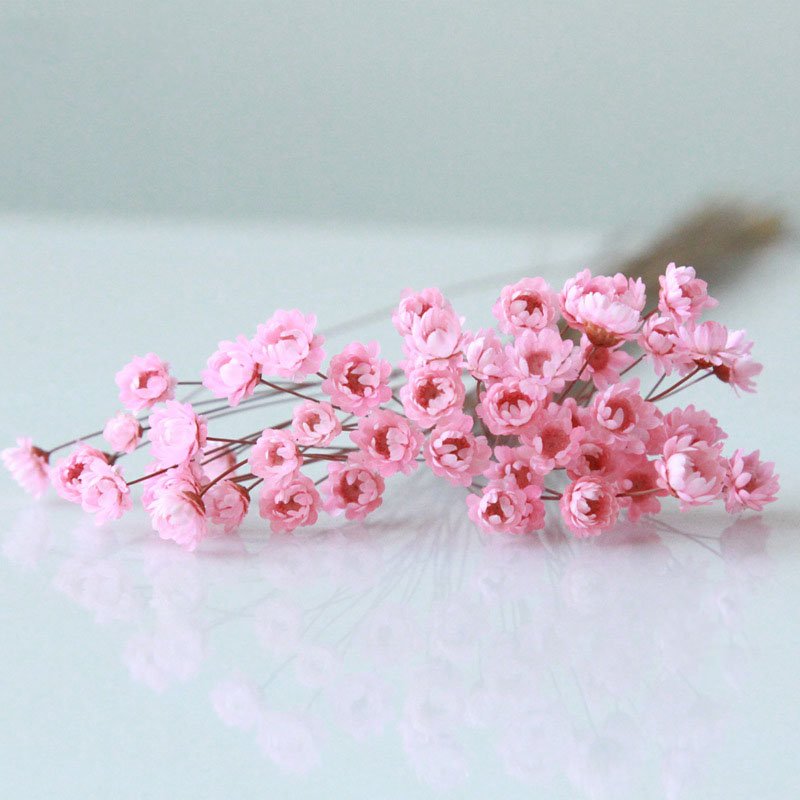 Daisy Decorative Dried Flowers 50 Stems Natural Dry Flowers Brazilian Small Star For Wedding Decoration