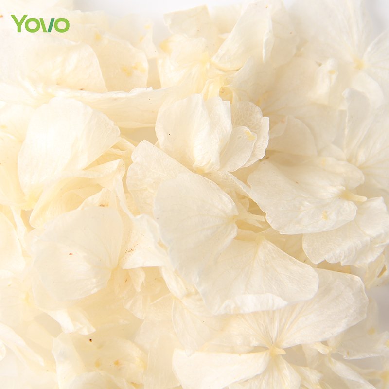 Top Quality Dried Hydrangea Petal Biodegradable Ivory White Petal Beige Hydrangea Petals for Wedding Confetti Soap Candle Making