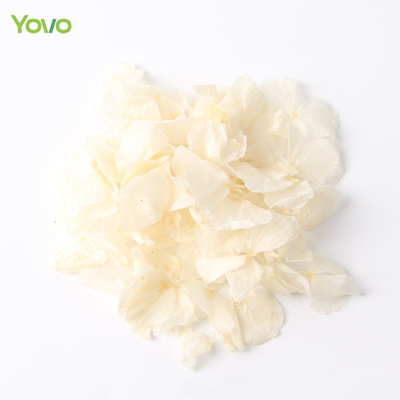 Top Quality Dried Hydrangea Petal Biodegradable Ivory White Petal Beige Hydrangea Petals for Wedding Confetti Soap Candle Making