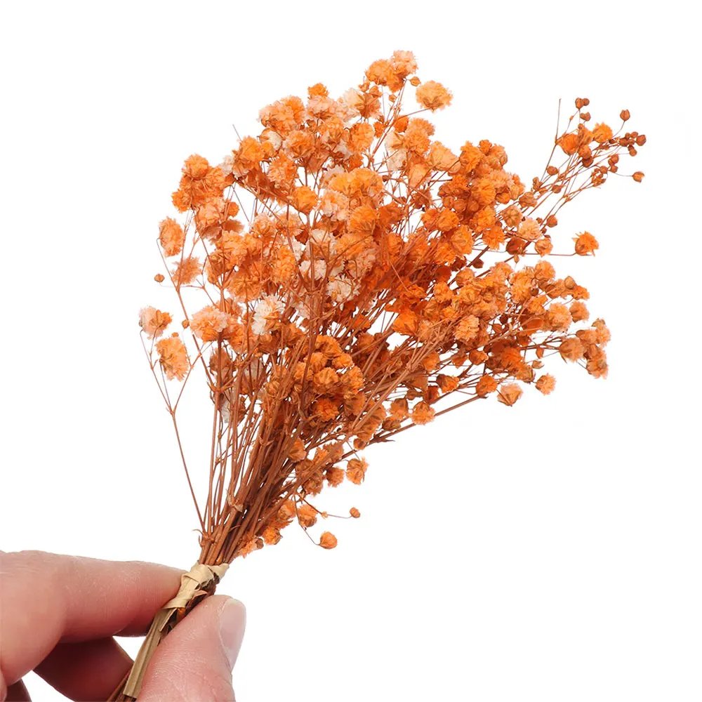 Colorful Small Natural Fresh Dried Flowers Bouquet Mini Baby's Breath for Photography Photo Backdrop Home Decor