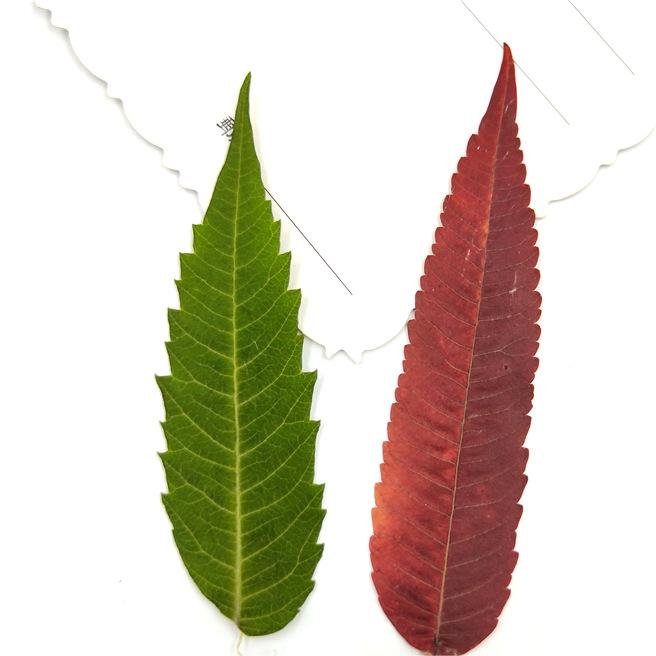 I632 Torch leaves Real Flowers Dried Pressed Leaves Embossed Paintings Children's Makeup Decorations