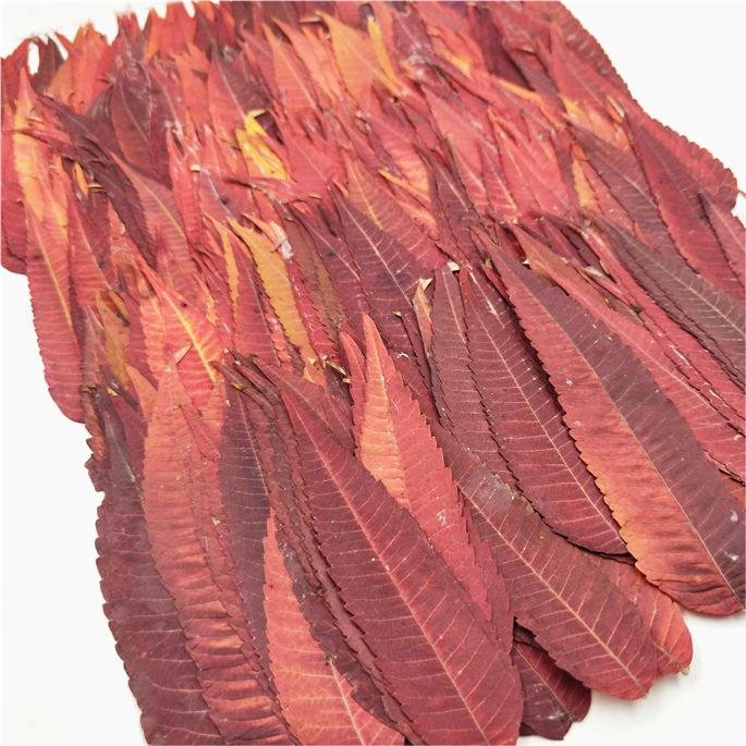 I632 Torch leaves Real Flowers Dried Pressed Leaves Embossed Paintings Children's Makeup Decorations
