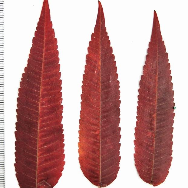 I632 Torch leaves Real Flowers Dried Pressed Leaves Embossed Paintings Children's Makeup Decorations