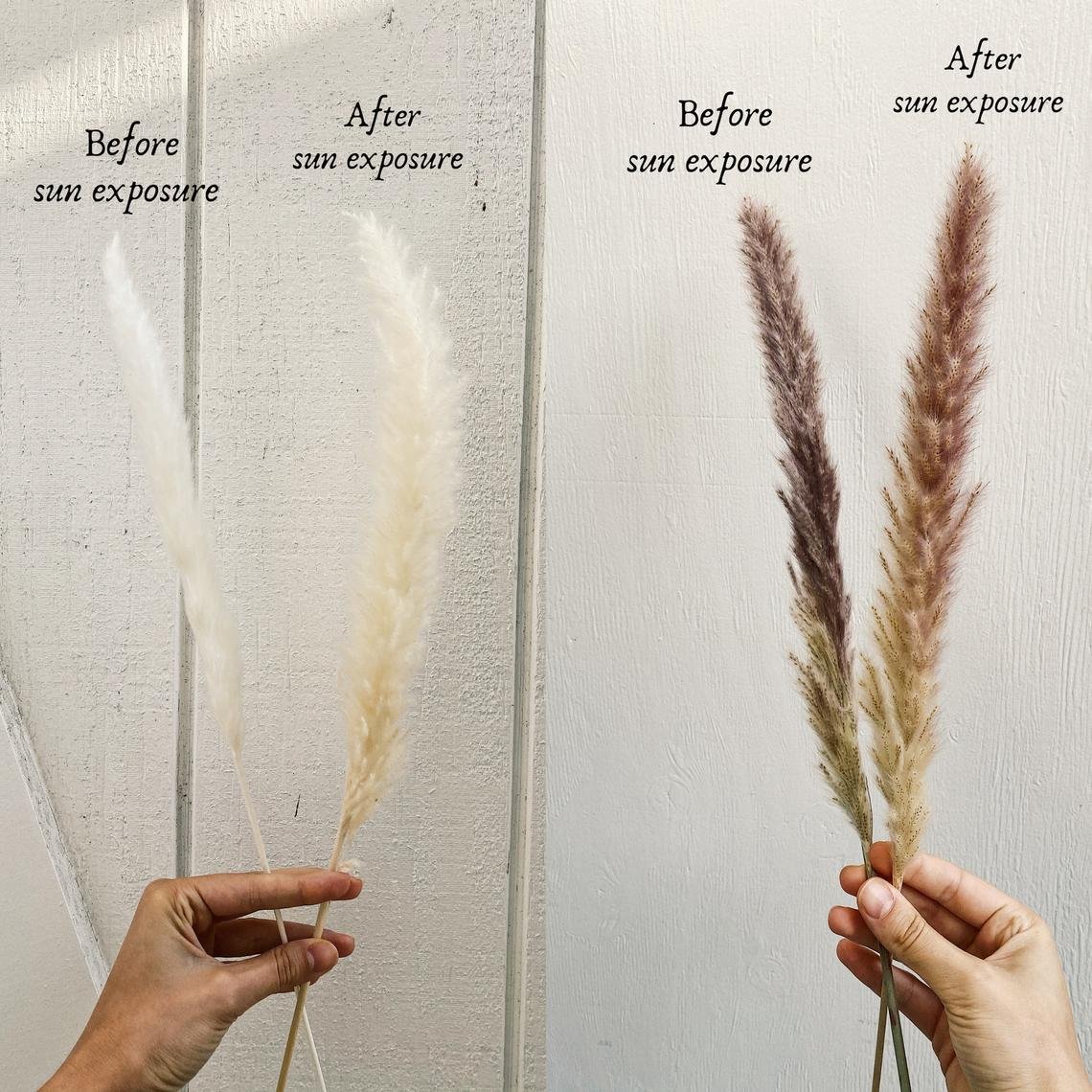 Small Pampas Wholesale Home Indoor Decoration Wedding Flowers Pampas Grass