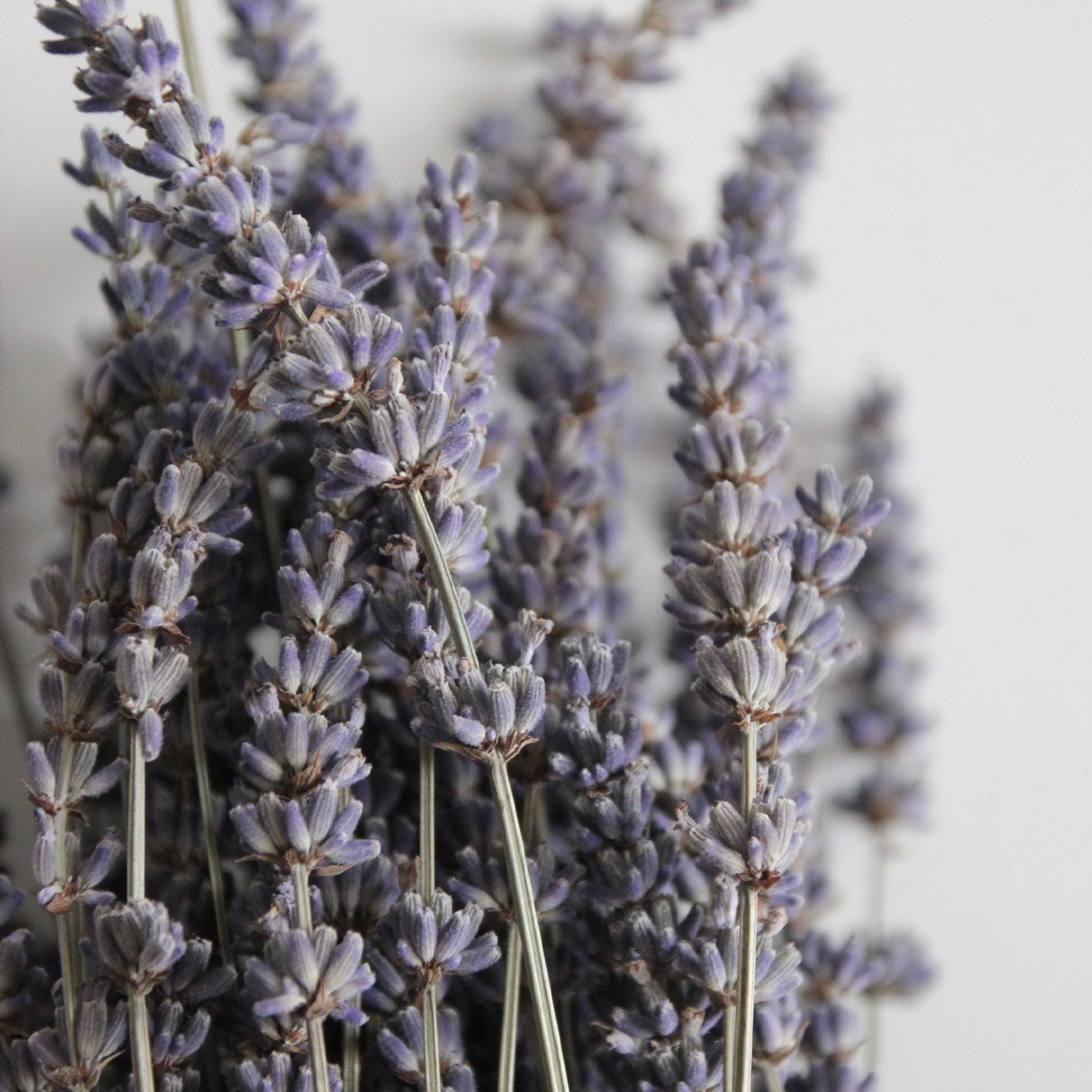 New Lavender Dried Flowers Dried Lavender Ideal Home Fragrance Products for Home Decorations