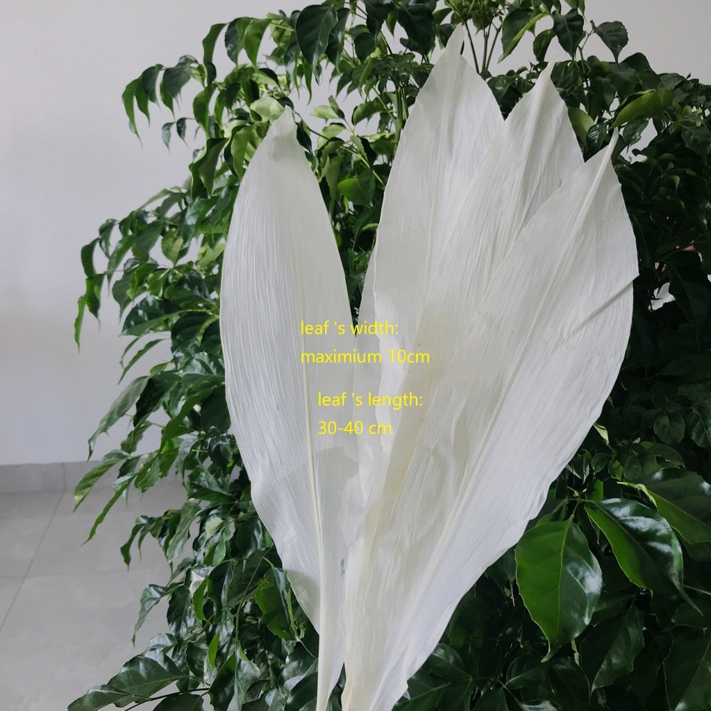 Natural preserved white Magnolia leaves flower, big wide leaf, home decoration, floral arrangement