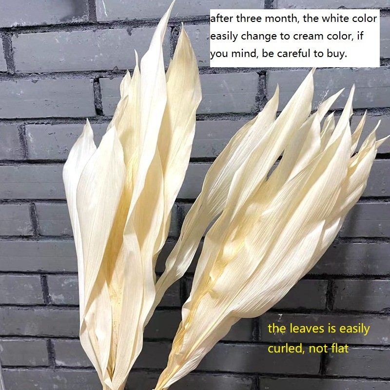 Natural preserved white Magnolia leaves flower, big wide leaf, home decoration, floral arrangement