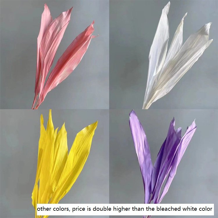 Natural preserved white Magnolia leaves flower, big wide leaf, home decoration, floral arrangement