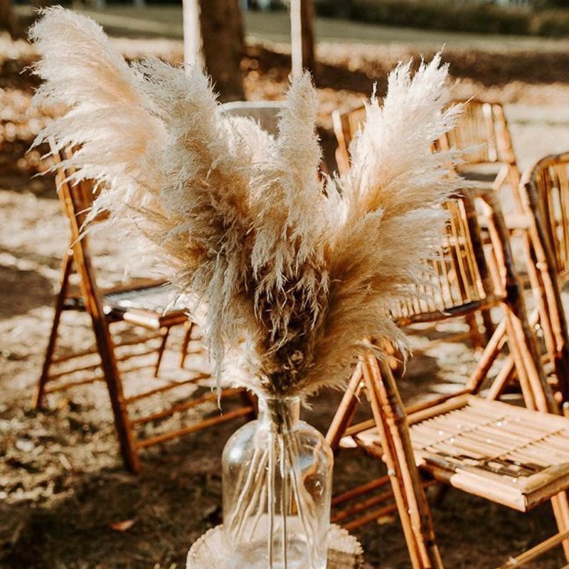 Wholesales Natural Large Pampas Grass Fluffy Reed Dried reed Plumes Phragmites Wedding Decoration Pampasgrass