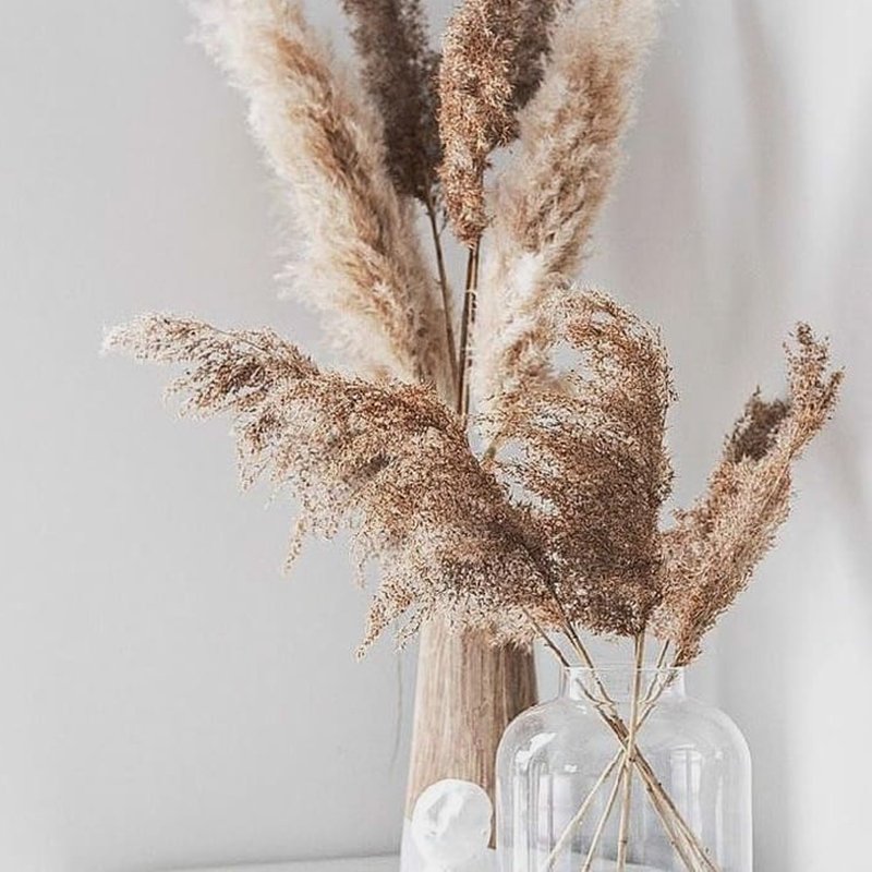 Wholesales Natural Large Pampas Grass Fluffy Reed Dried reed Plumes Phragmites Wedding Decoration Pampasgrass