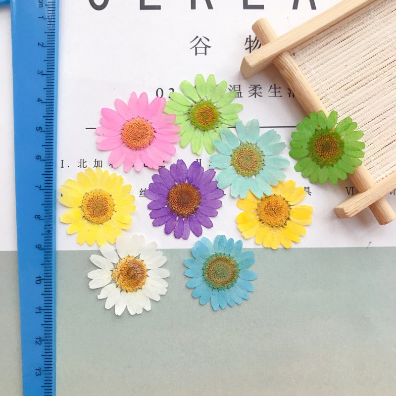22.7 Pressed Flower Glue Stick Factory Wholesale Dyed Crystal Chrysanthemum Small Daisy Real Dry Flower Display OPP Decora