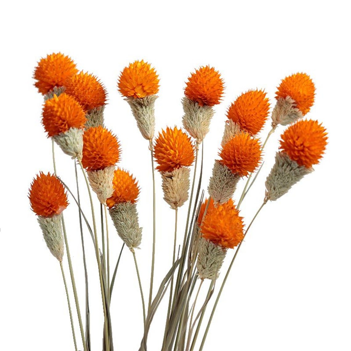 Sumflora best selling products in USA Custom wedding decorations favors gifts dried flowers globe amaranth