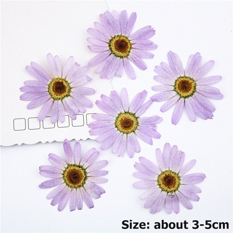 DIY Dried Flower Purple Lilac Real Flowers Alpine Aster China Aster Aster Alpinus Callistephus Chinensis Margaret