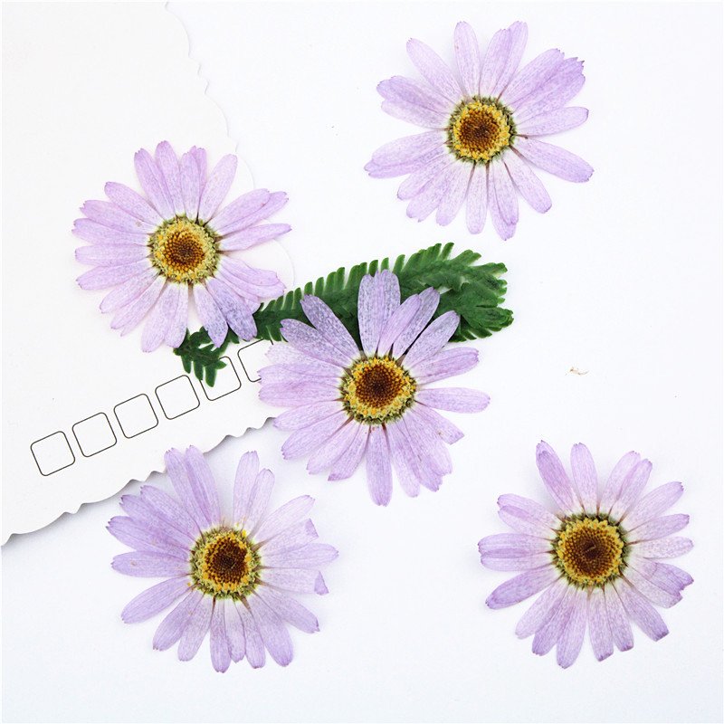 DIY Dried Flower Purple Lilac Real Flowers Alpine Aster China Aster Aster Alpinus Callistephus Chinensis Margaret