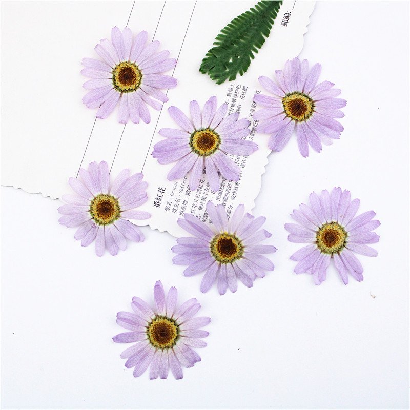 DIY Dried Flower Purple Lilac Real Flowers Alpine Aster China Aster Aster Alpinus Callistephus Chinensis Margaret