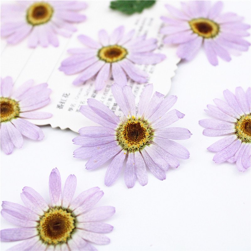 DIY Dried Flower Purple Lilac Real Flowers Alpine Aster China Aster Aster Alpinus Callistephus Chinensis Margaret