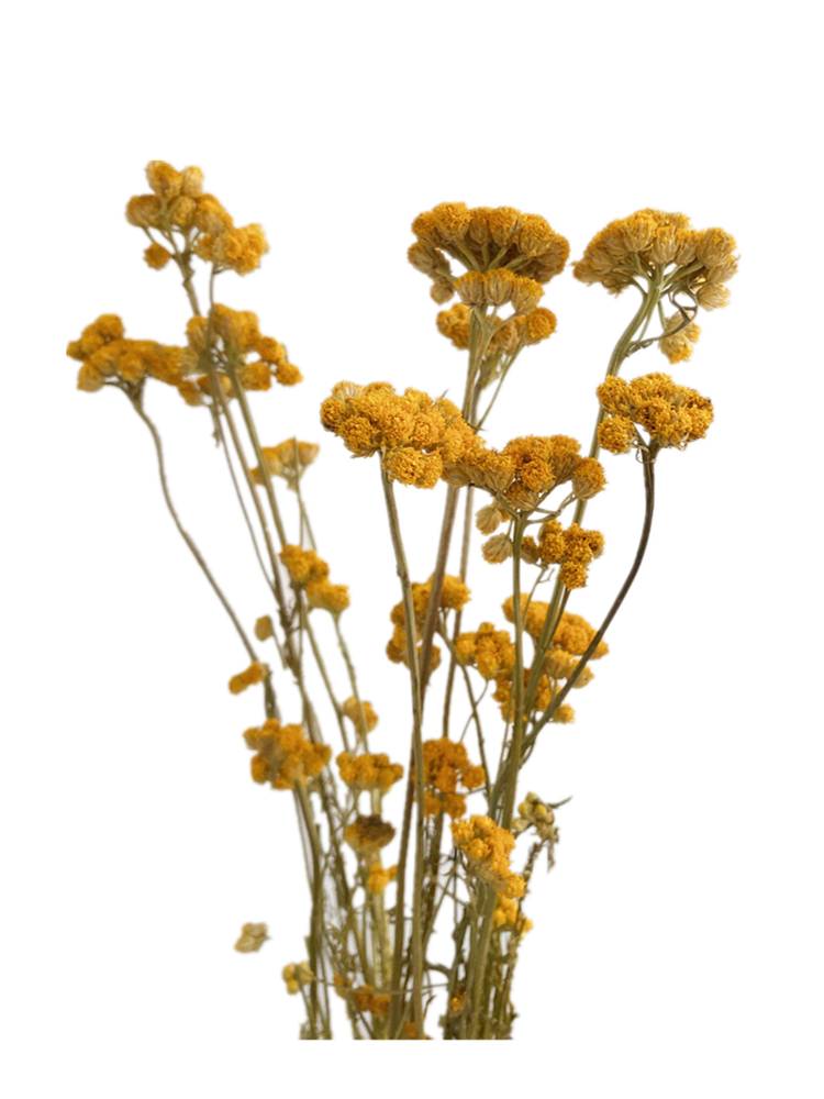 Wholesale Natural Dusty Miller Flowers Dried Spiraea dry spirea for home decoration