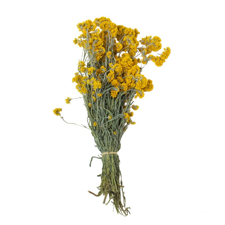 Wholesale Natural Dusty Miller Flowers Dried Spiraea dry spirea for home decoration