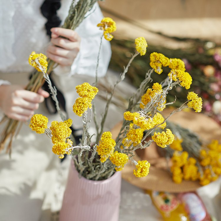 Wholesale Natural Dusty Miller Flowers Dried Spiraea dry spirea for home decoration