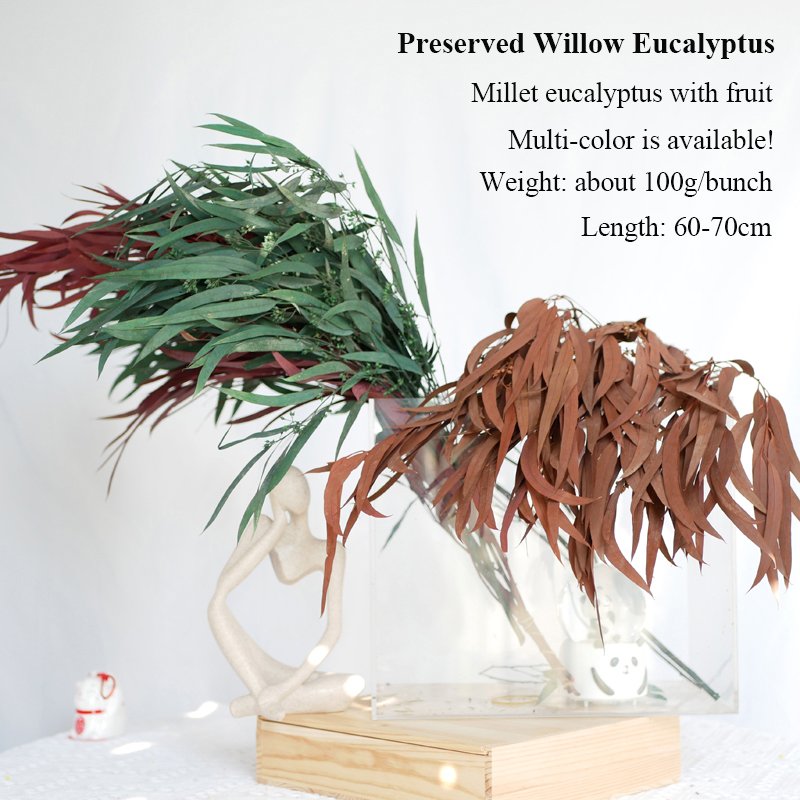 Parvifolia Eucalyptus Dried Flowers Home Decor Preserved Foliage Dark Green Eucalipt Baby Eucalyptus Thin Leaves Eucalyptus