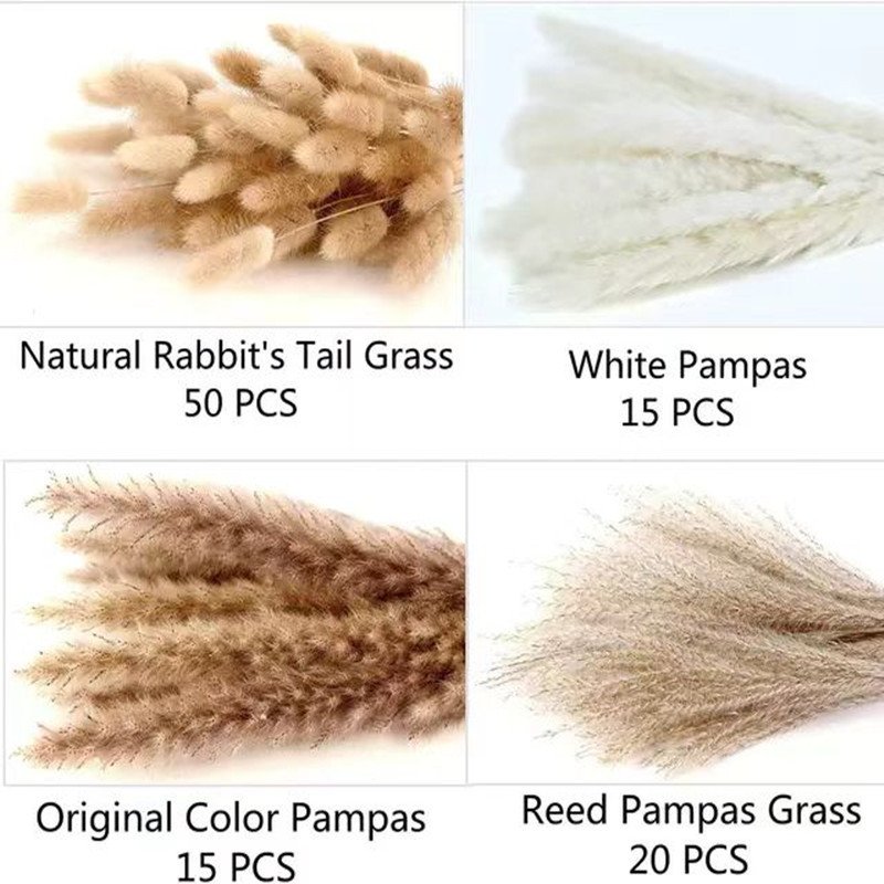 Preserved Dried Flowers Bouquet Bunny Tails Grass Small Pampas Grass Horsetail Whisk 100PCS