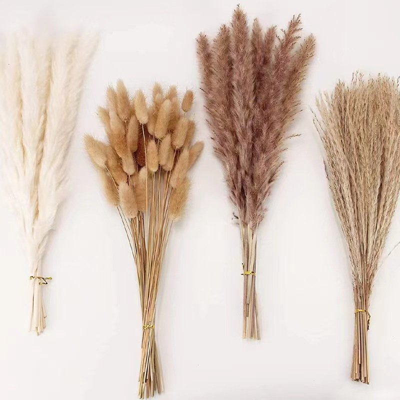 Preserved Dried Flowers Bouquet Bunny Tails Grass Small Pampas Grass Horsetail Whisk 100PCS