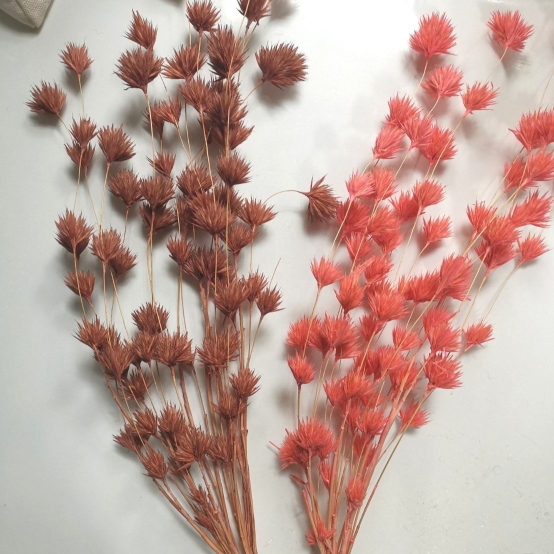 Real natural bamboo flowers dried flowers for decoration and bouquet arrangement