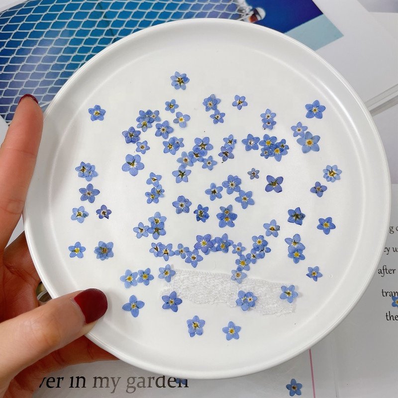 MNR1949 dry forget-me-not press flowers for earrings drop
