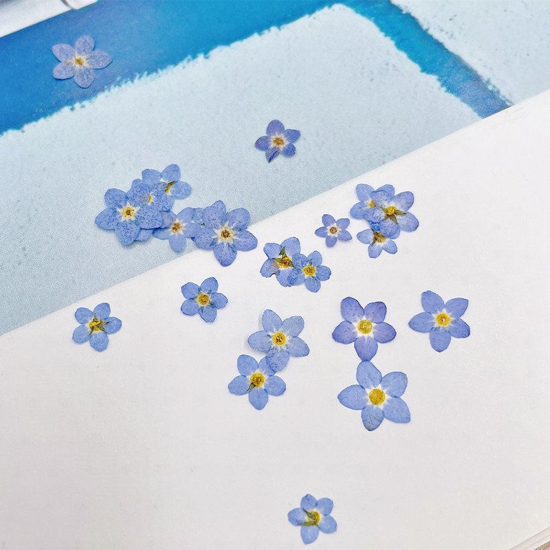 MNR1949 dry forget-me-not press flowers for earrings drop