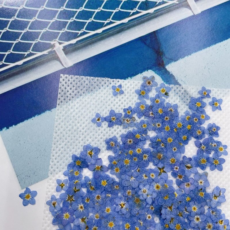 MNR1949 dry forget-me-not press flowers for earrings drop