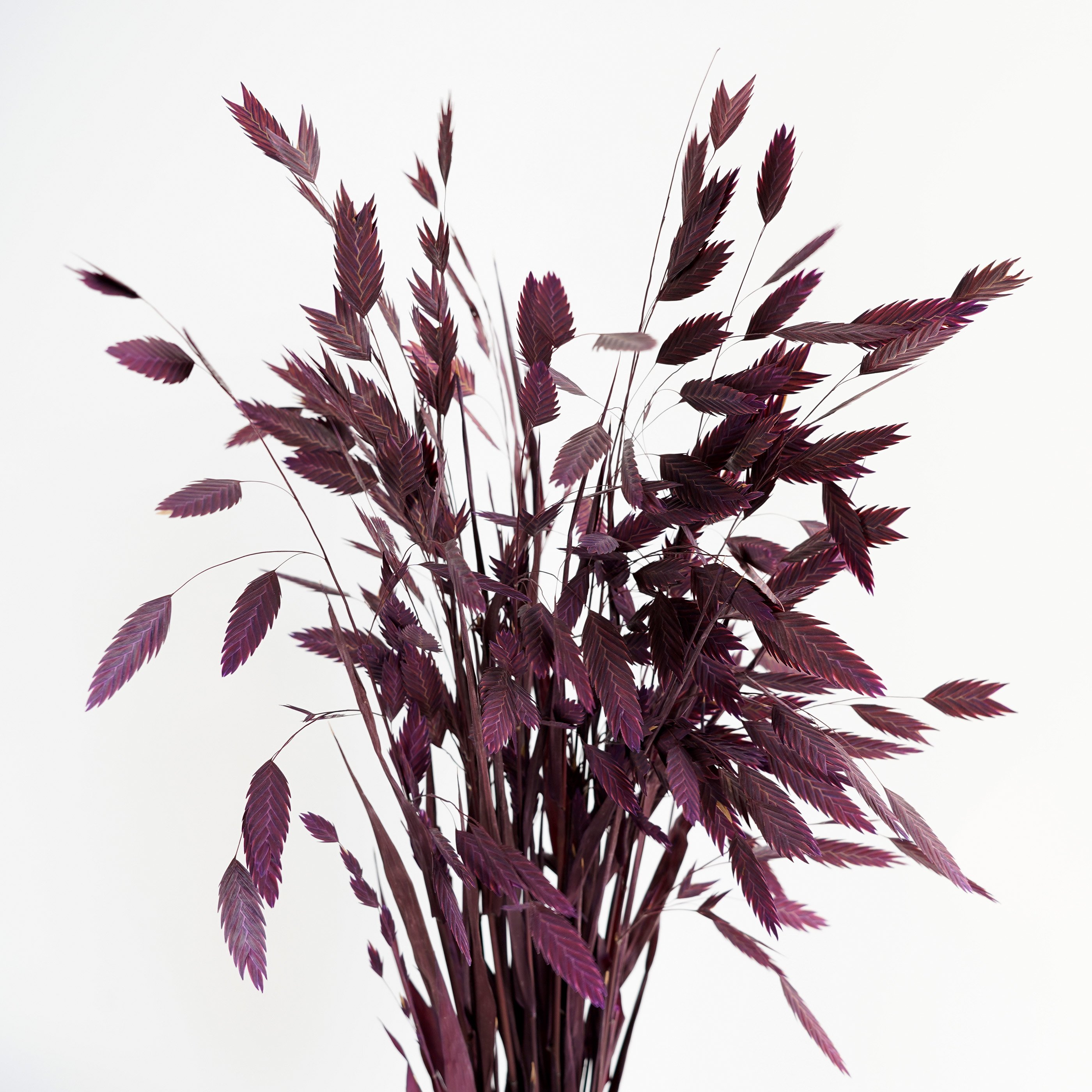 Preserved Chasmanthium Latifolium Grass Dried Flower Beautiful DIY Flower Material For Home Party Wedding Decoration