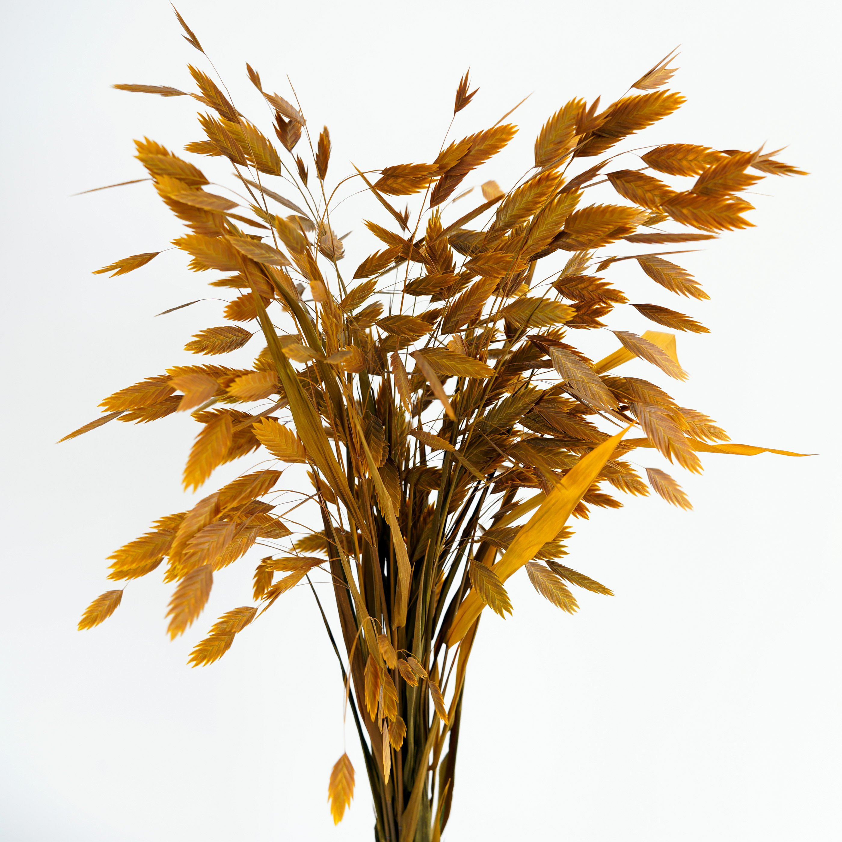 Preserved Chasmanthium Latifolium Grass Dried Flower Beautiful DIY Flower Material For Home Party Wedding Decoration