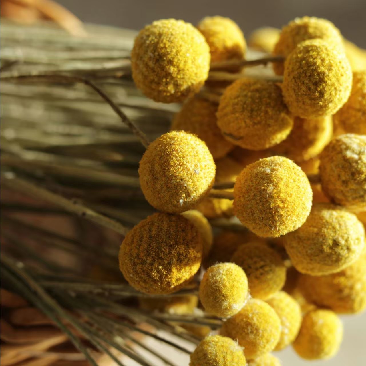 Wholesale Natural Preserved Craspedia Golden Ball Bouquet Dried Flowers Plants for Home Decoration