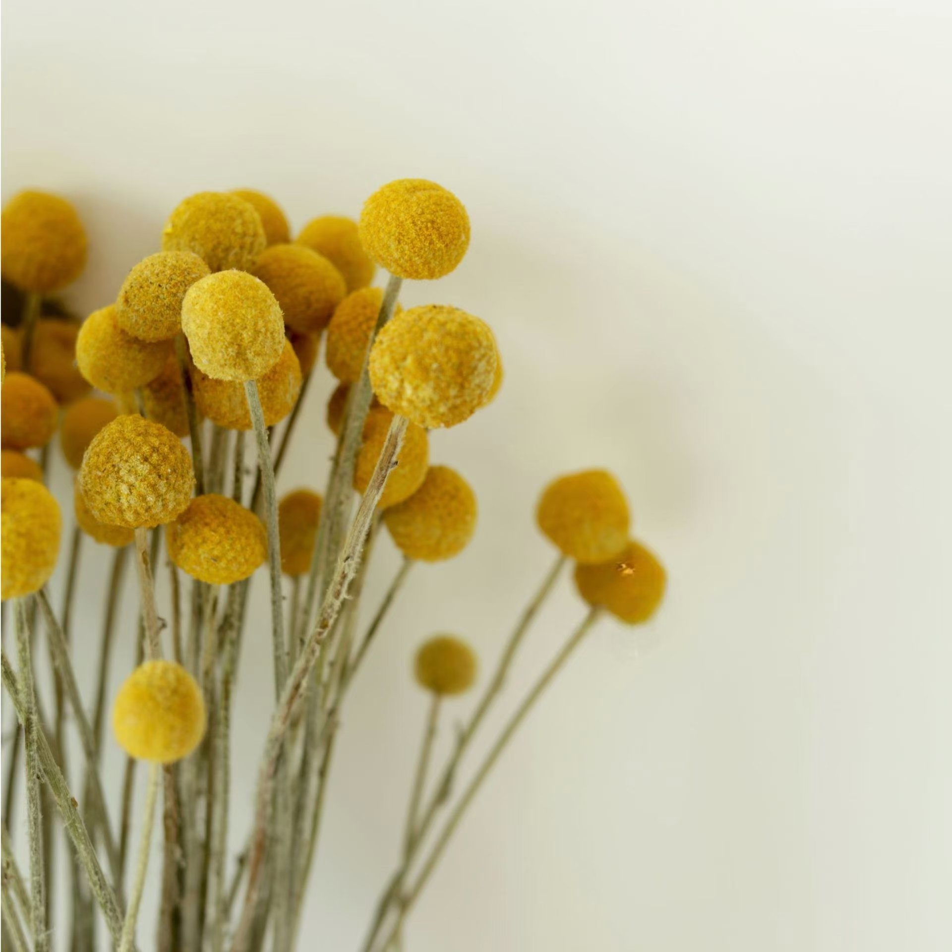 Wholesale Natural Preserved Craspedia Golden Ball Bouquet Dried Flowers Plants for Home Decoration