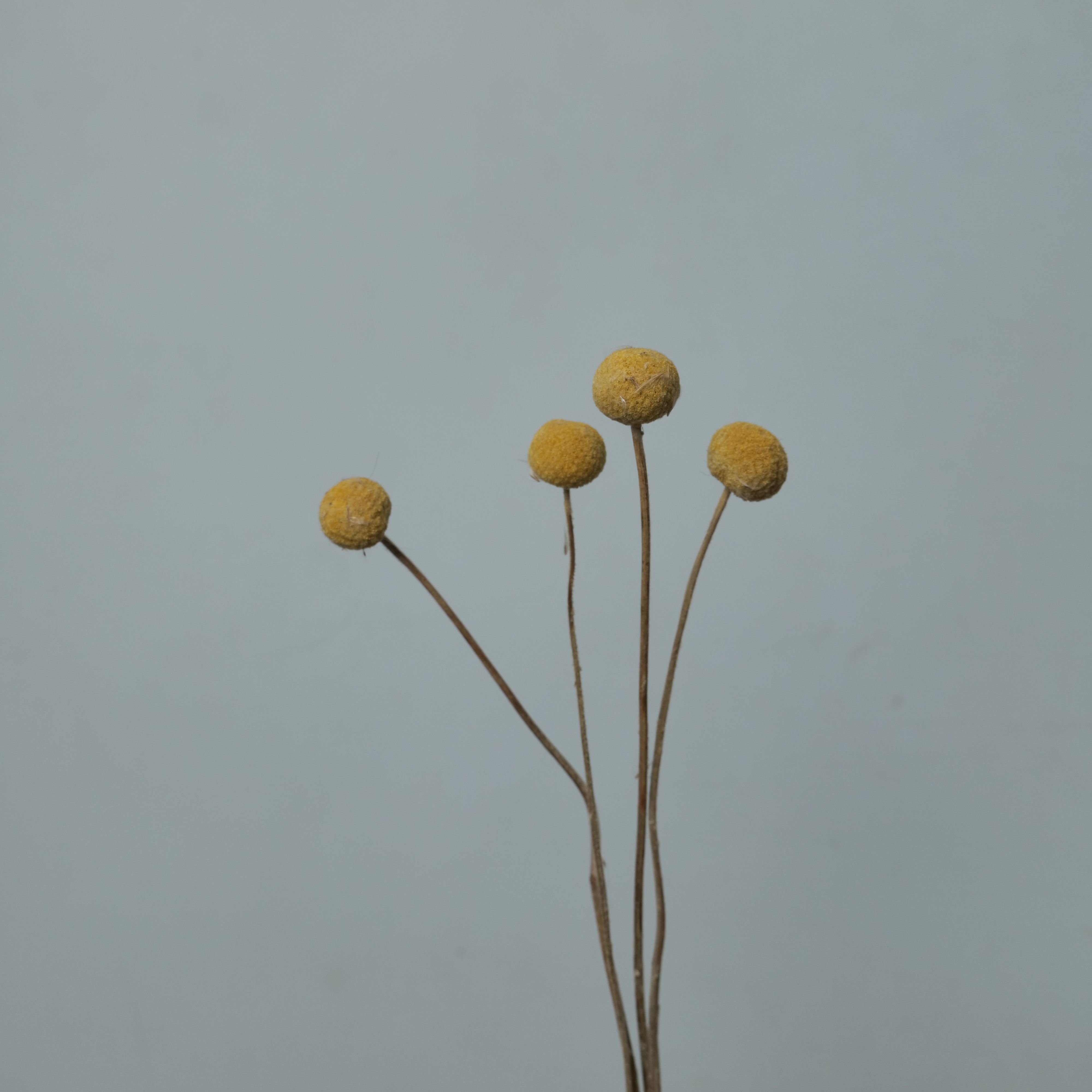 Wholesale Natural Preserved Craspedia Golden Ball Bouquet Dried Flowers Plants for Home Decoration