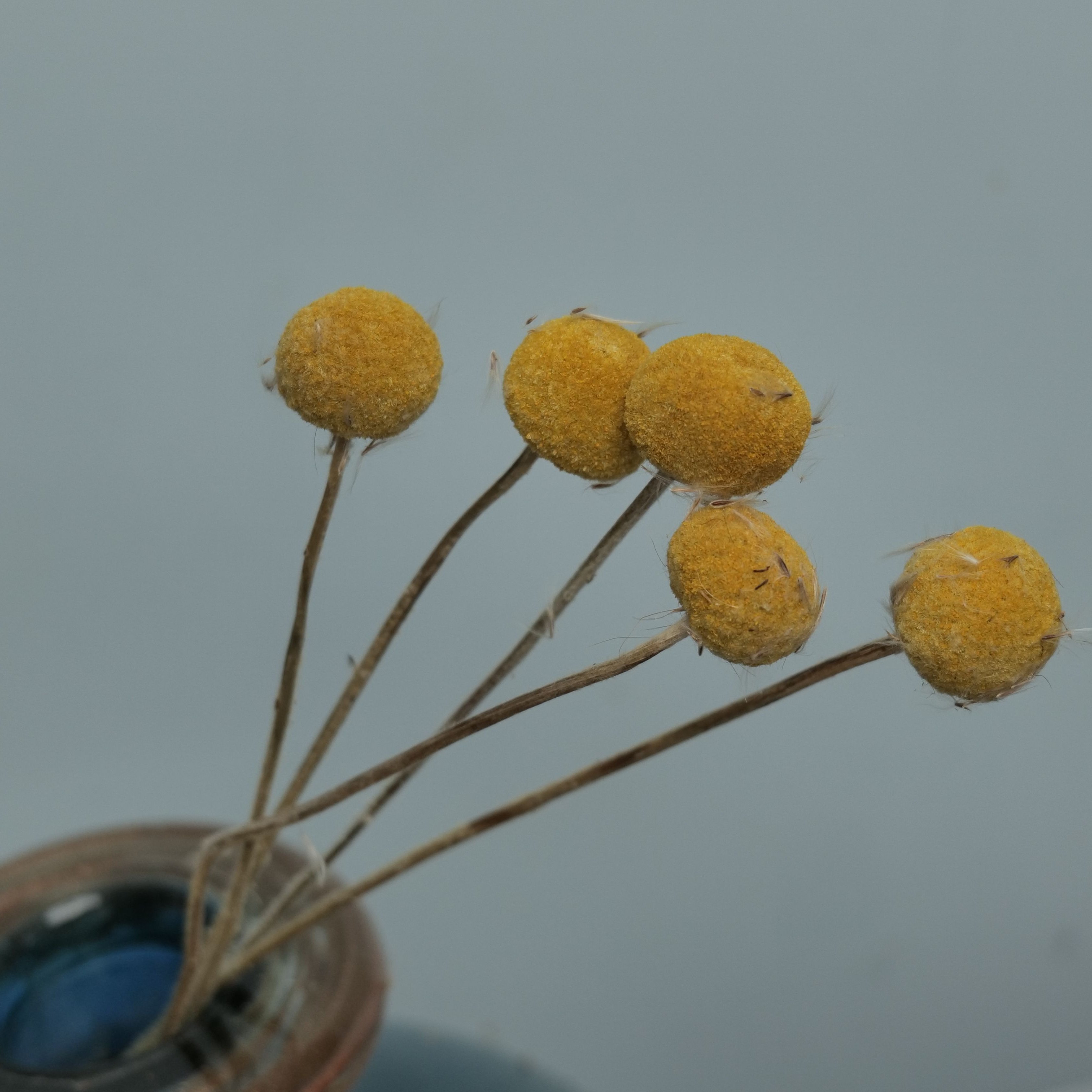 Wholesale Natural Preserved Craspedia Golden Ball Bouquet Dried Flowers Plants for Home Decoration