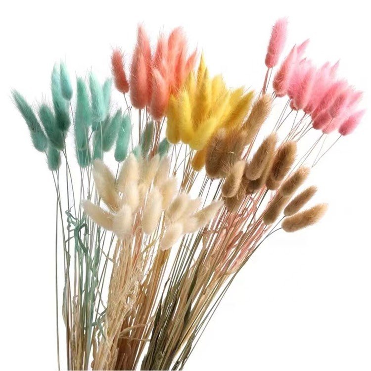 Wholesale dried flowers bunny tail grass dried flowers wholesale dried flowers for resin