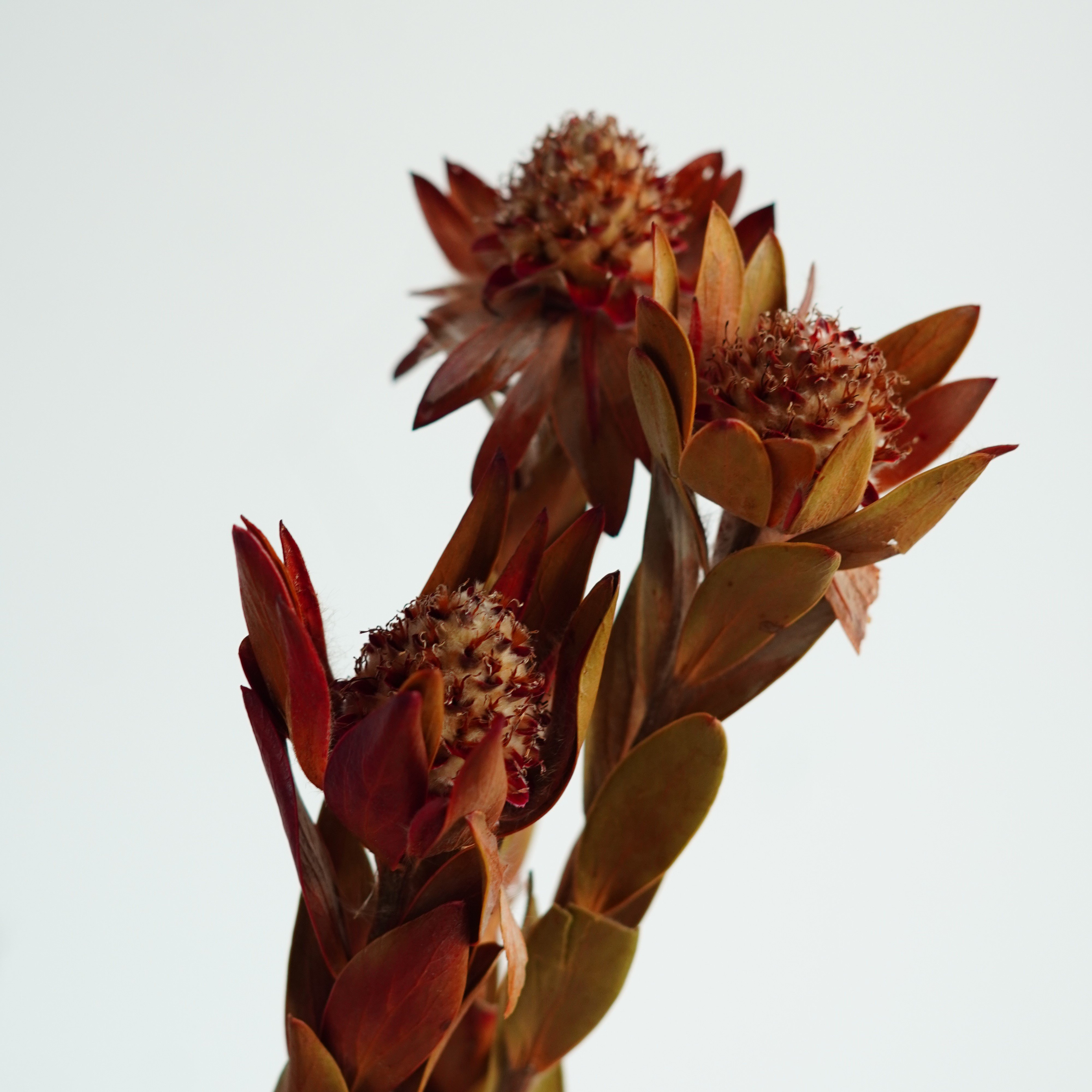 Dried Phoenix Flower, Dried Flowers, Wedding flowers, Home decor