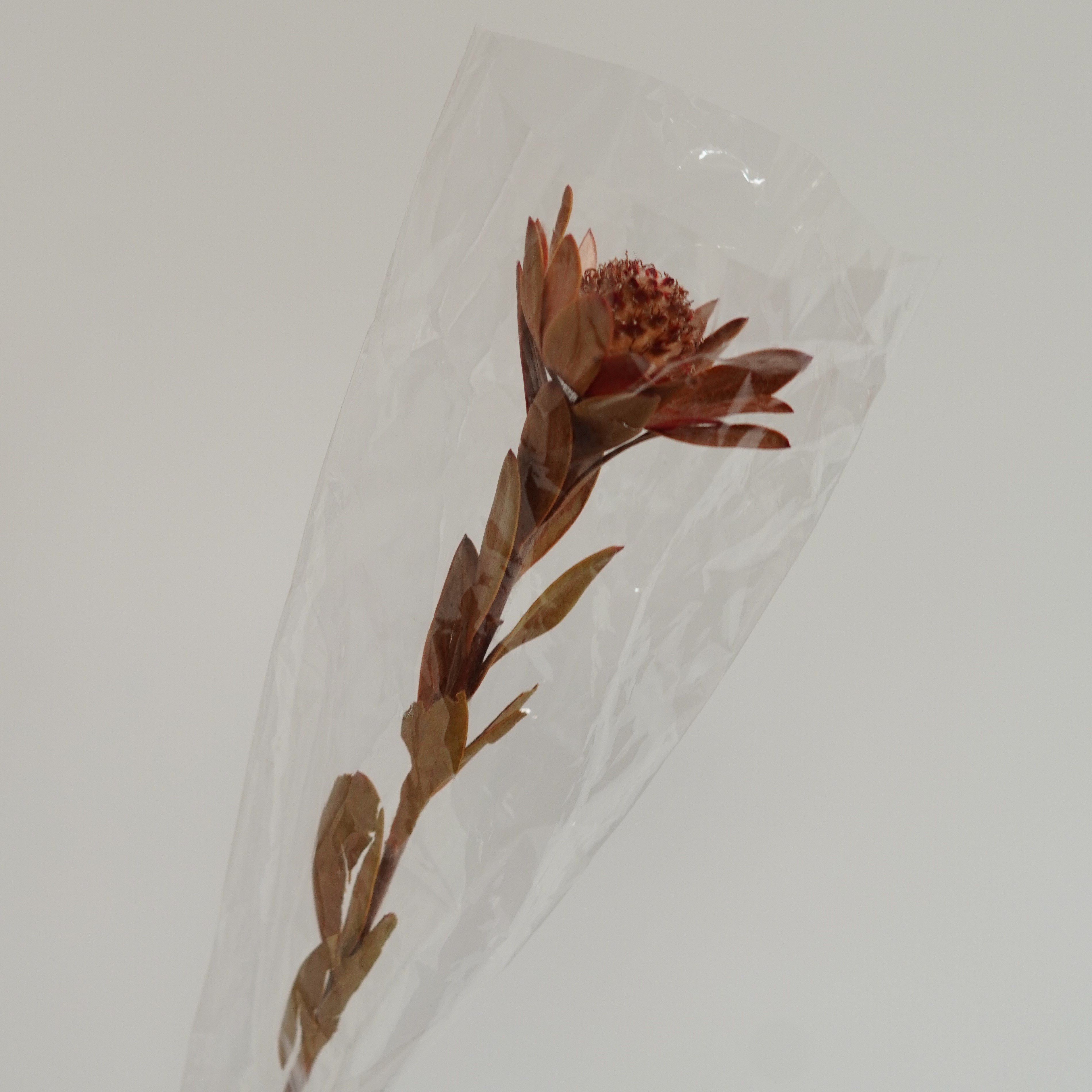 Dried Phoenix Flower, Dried Flowers, Wedding flowers, Home decor